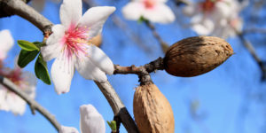 The vernal blooming of an almond